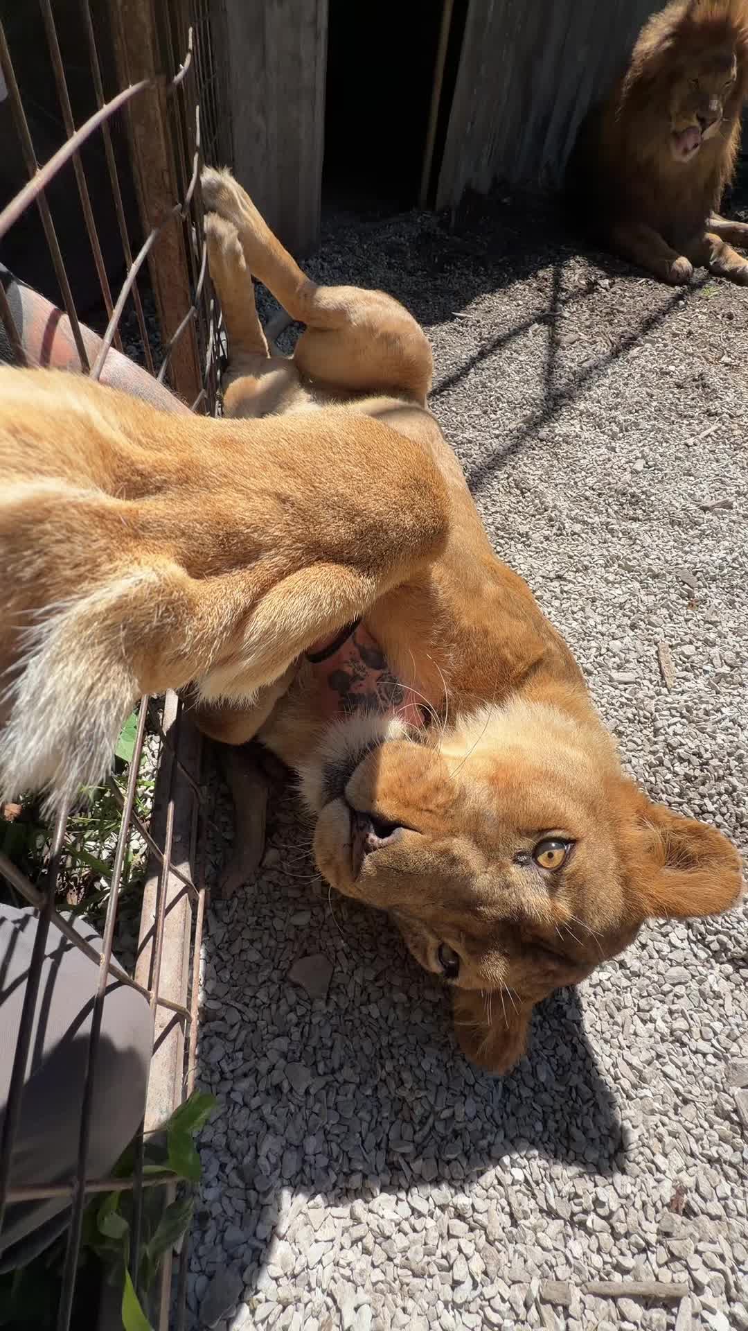 @Liondad87๐ฆ
