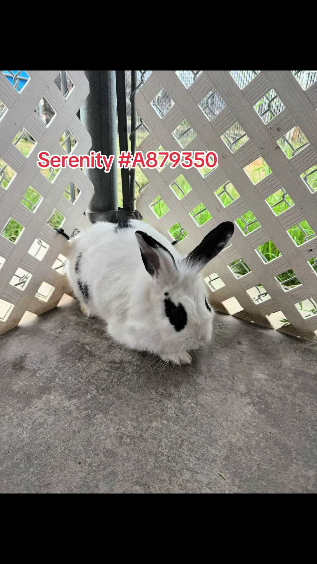 @Bunniesofeastvalley