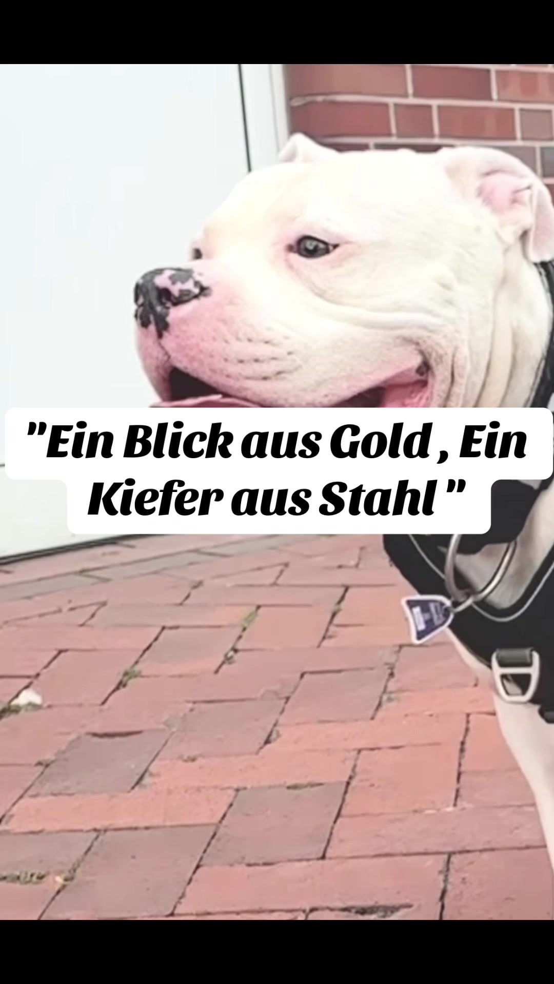 @daxter_the_bulldog