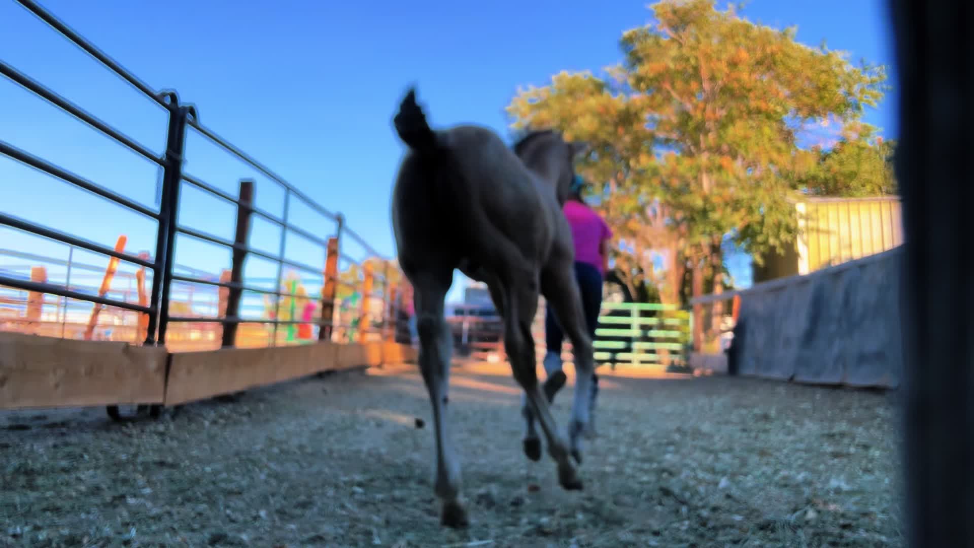 @Cowgirl Tuff Colt Training ❤️