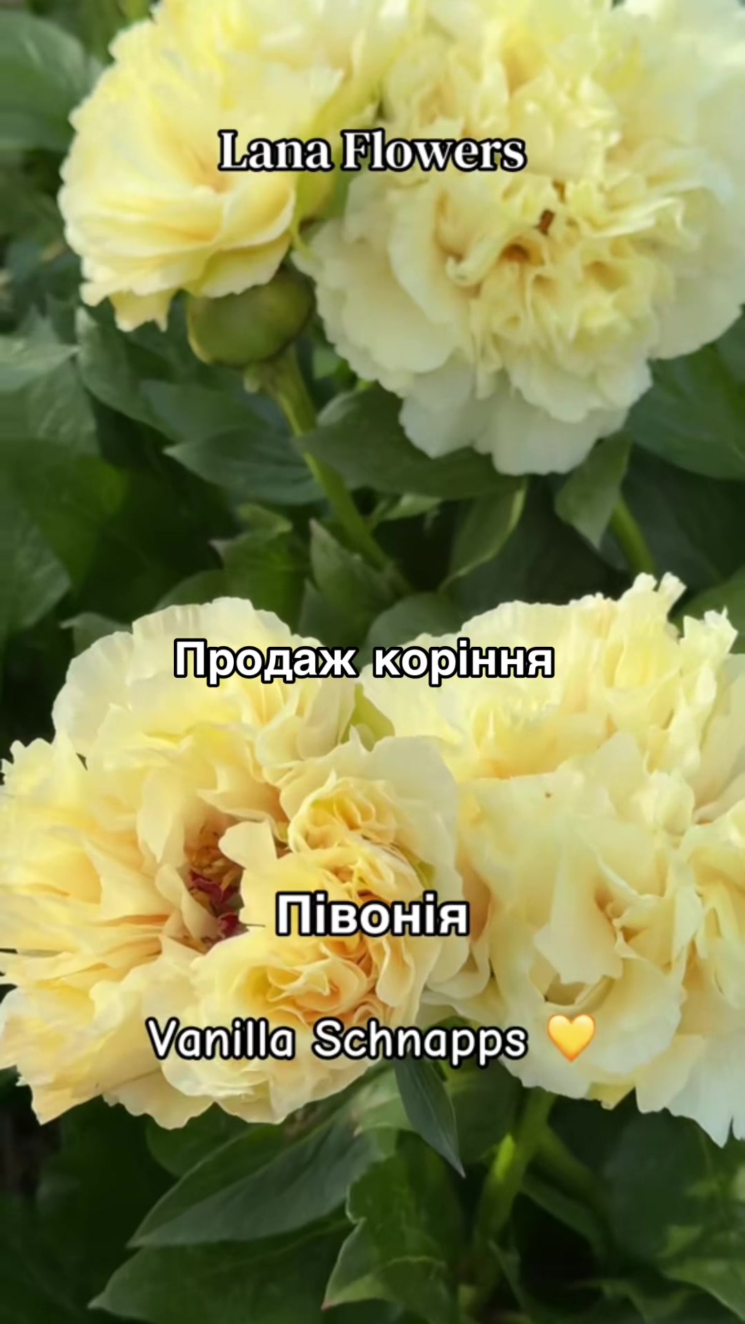 @Lana_Flowers