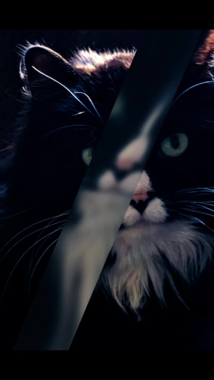 @AtticaTheTuxedoCat