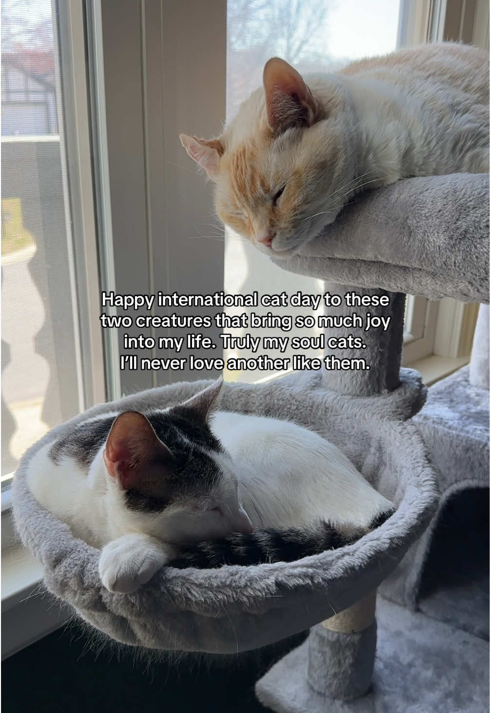 @Angel the Cat Mom