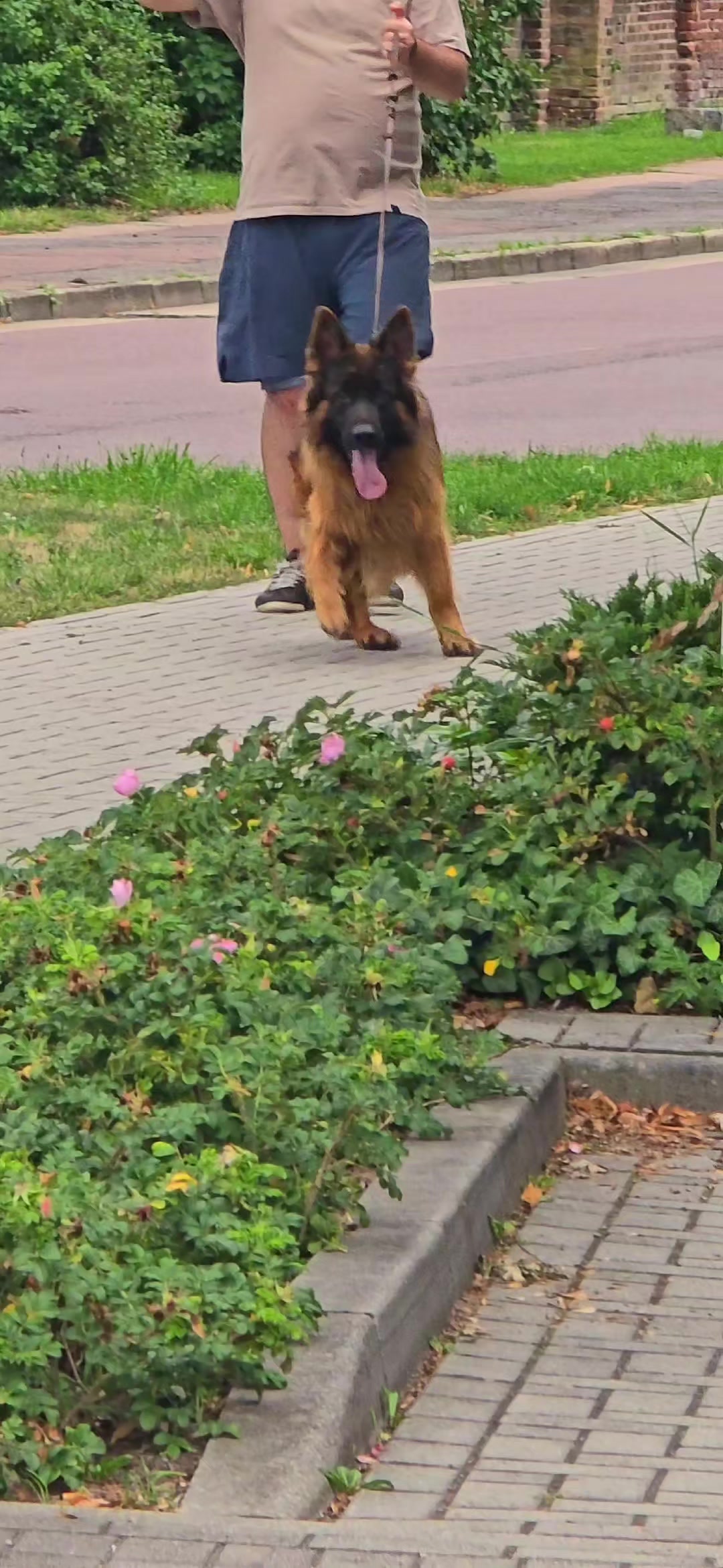 @Zwinger Vom Westheim Rössle