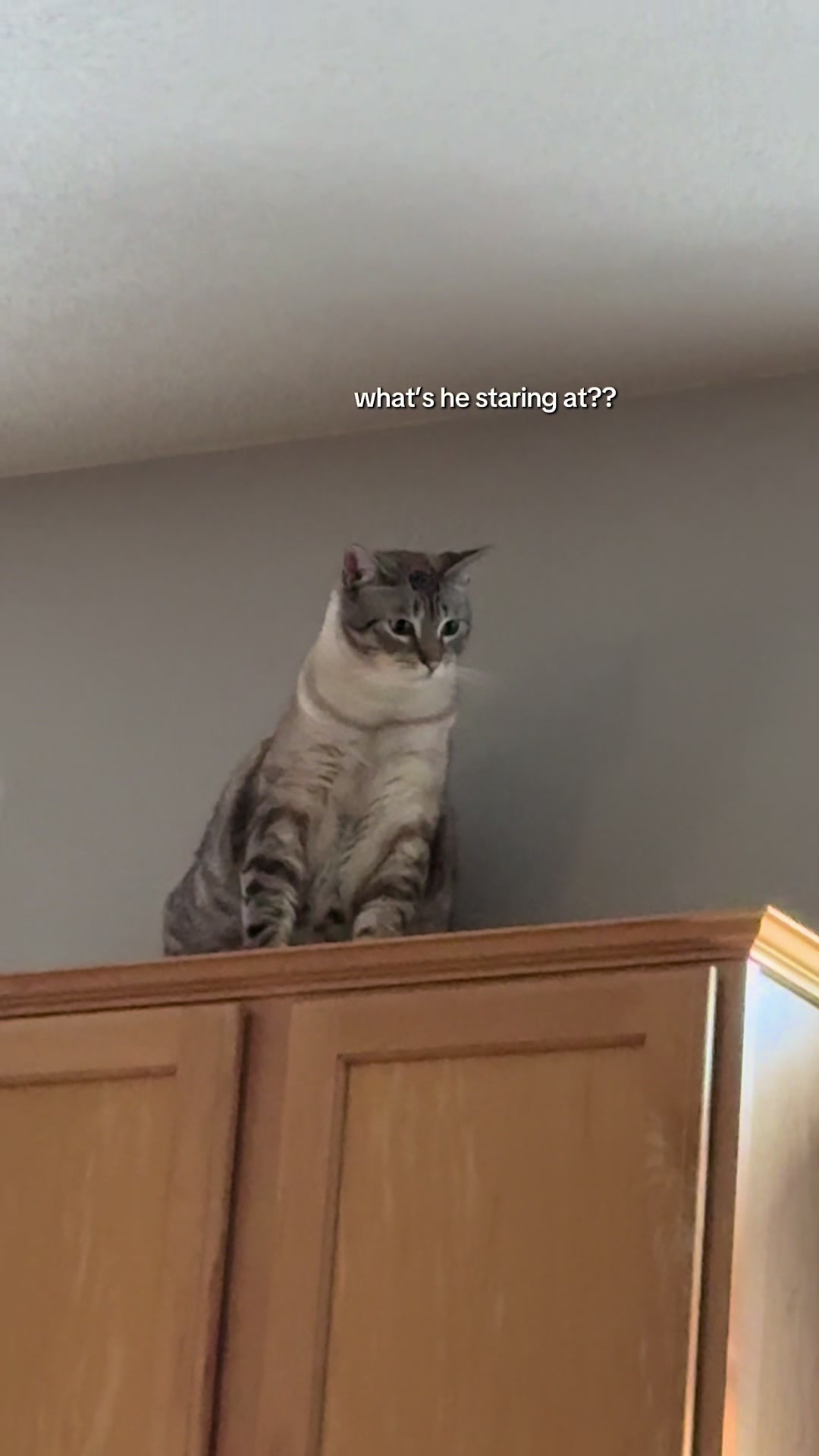 @furtastic4cats
