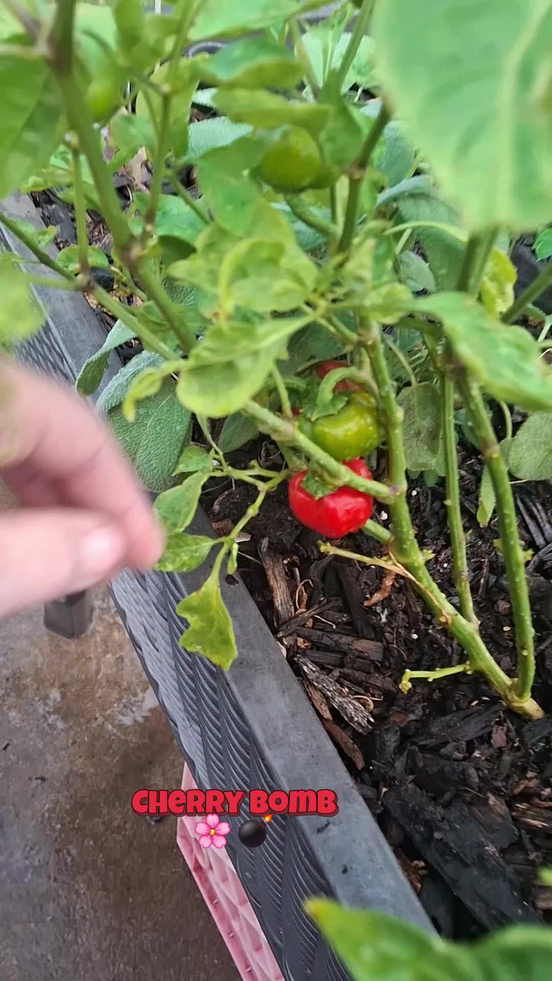 @gardening is Brutal.....