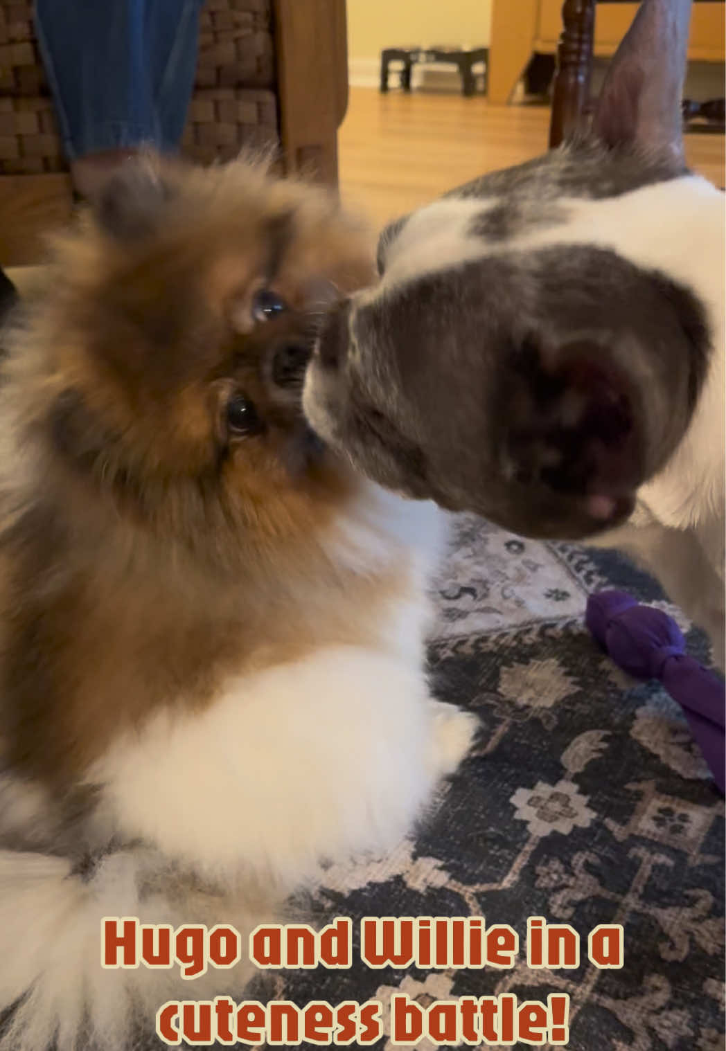 @Hugo_the_Frenchton