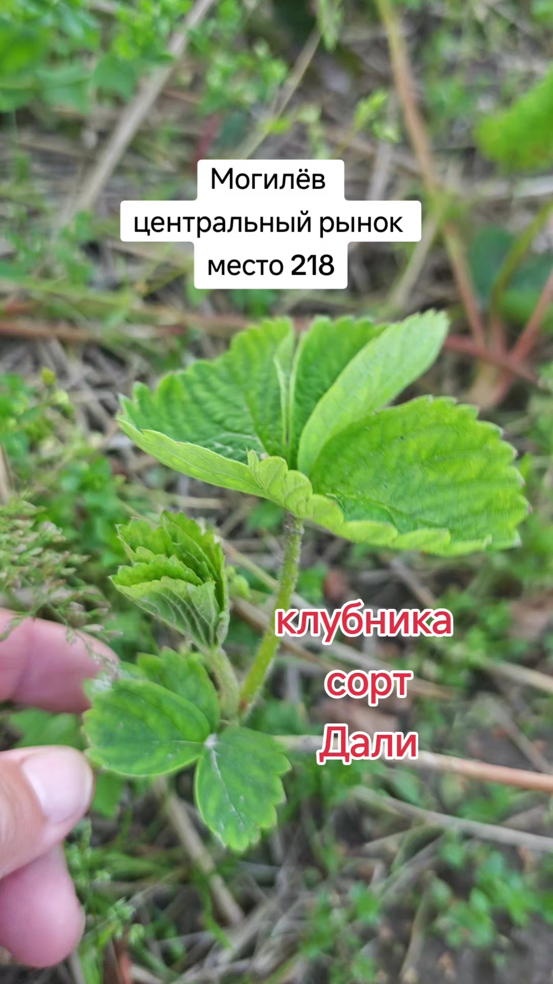@Картофель Могилёв
