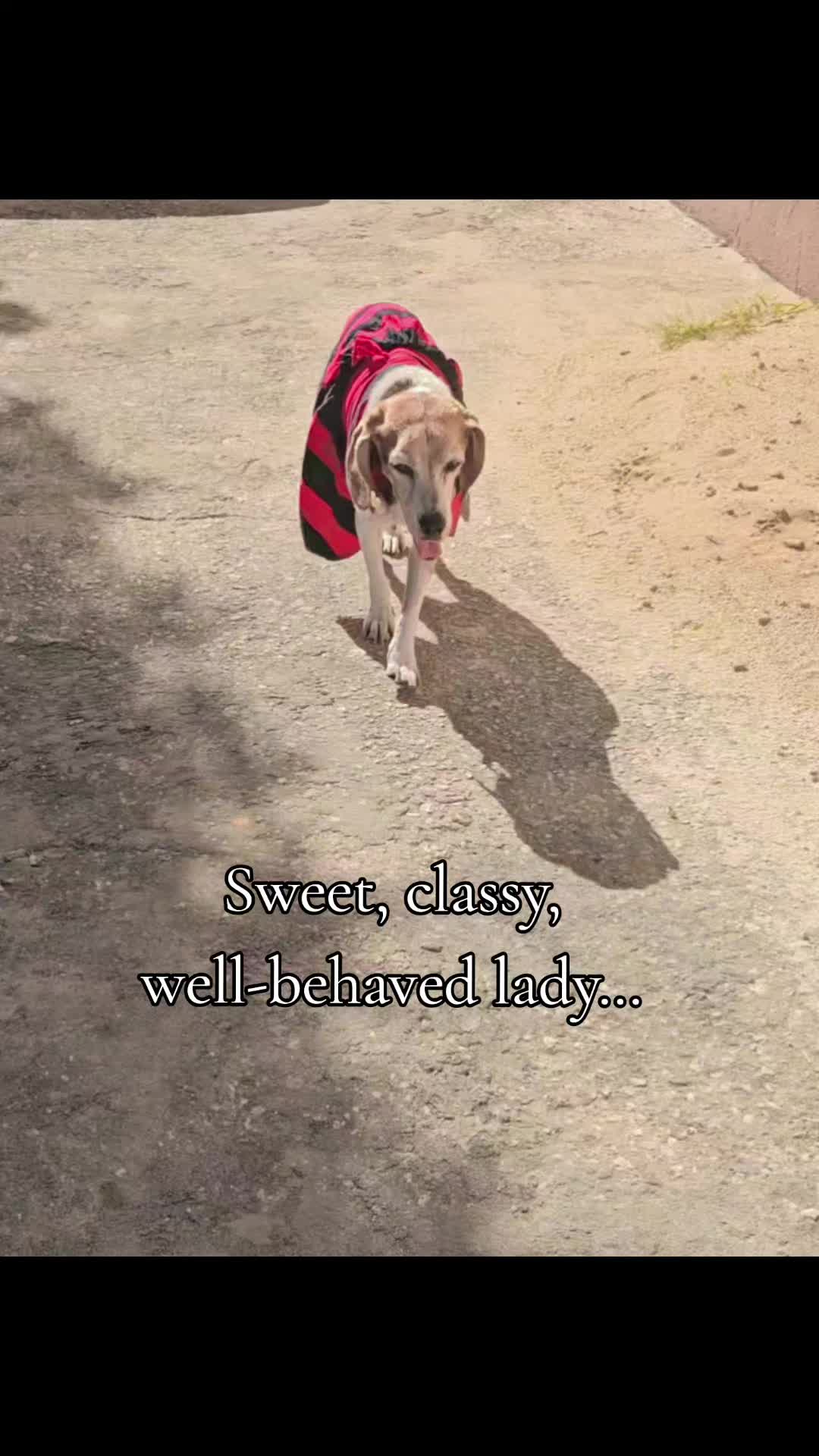 @MixedPetCollective