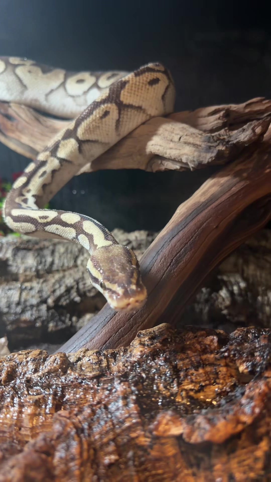 @Katie | my personal zoo 🦎🐰