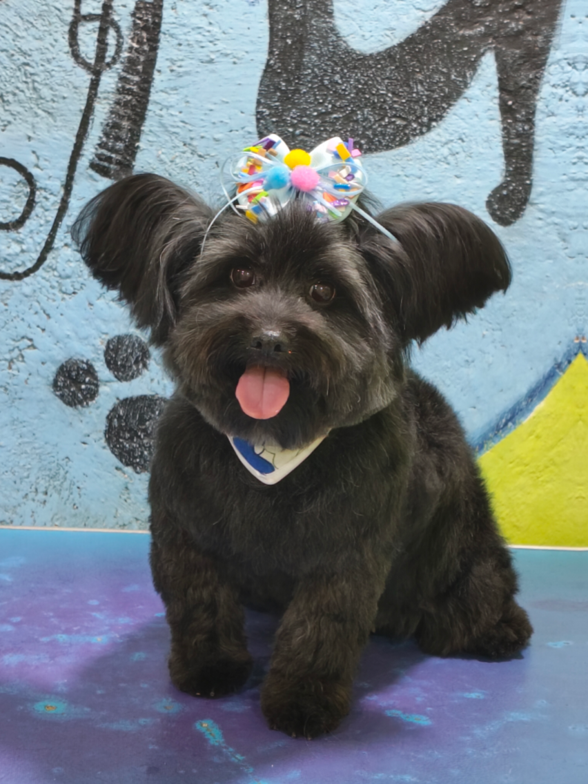 @💈🐾DOG GROOMER🐾💈