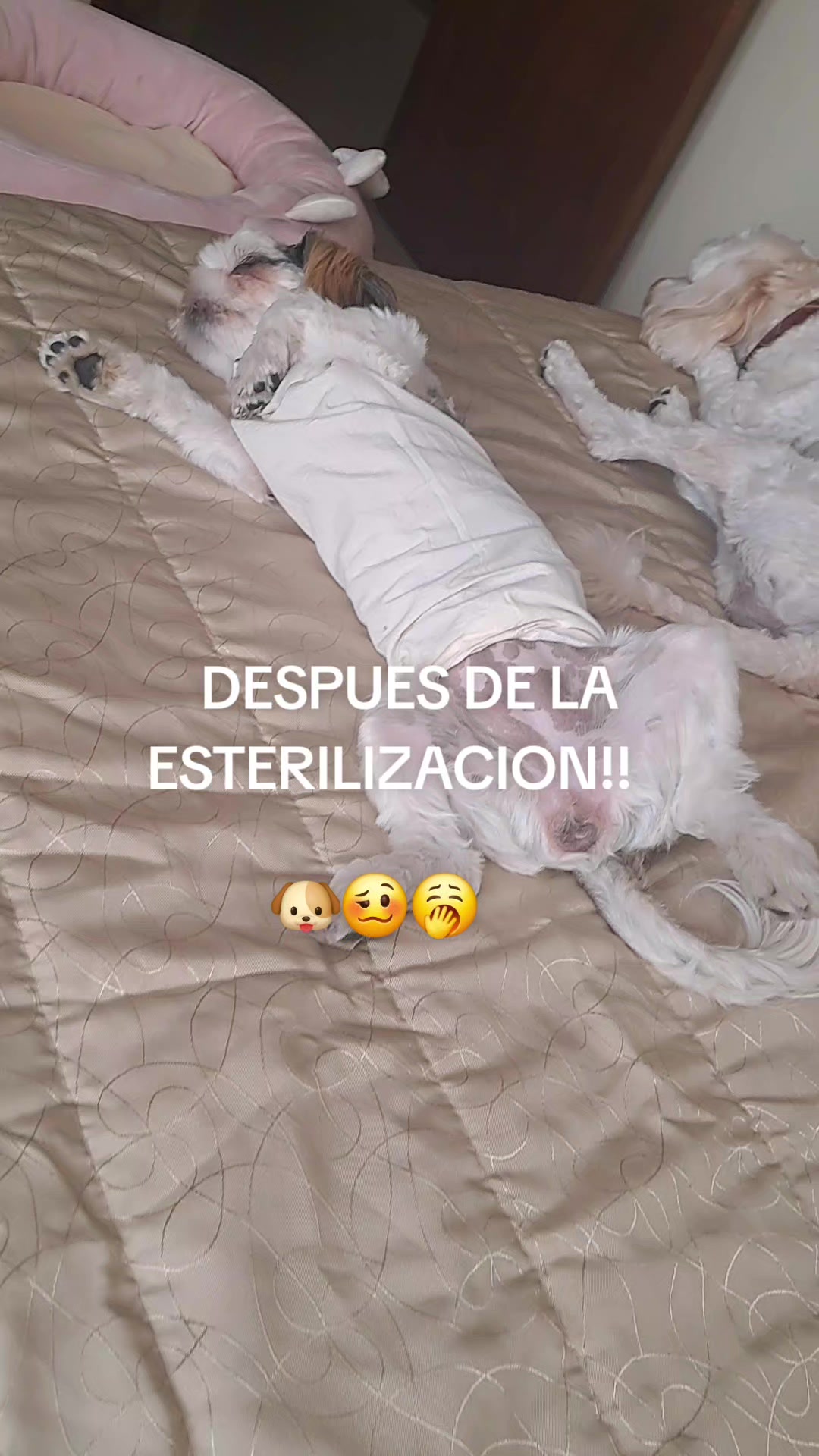 @Harry y Mila Life 🐶🐾