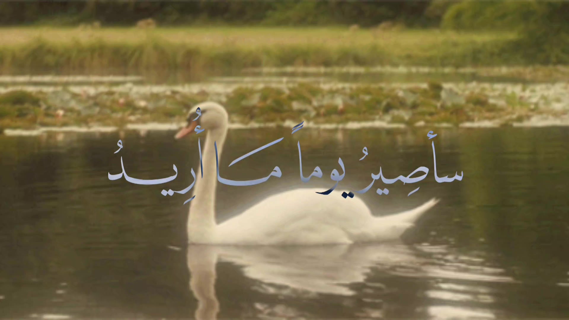 @" حَـفـصـةٌ🕯️".