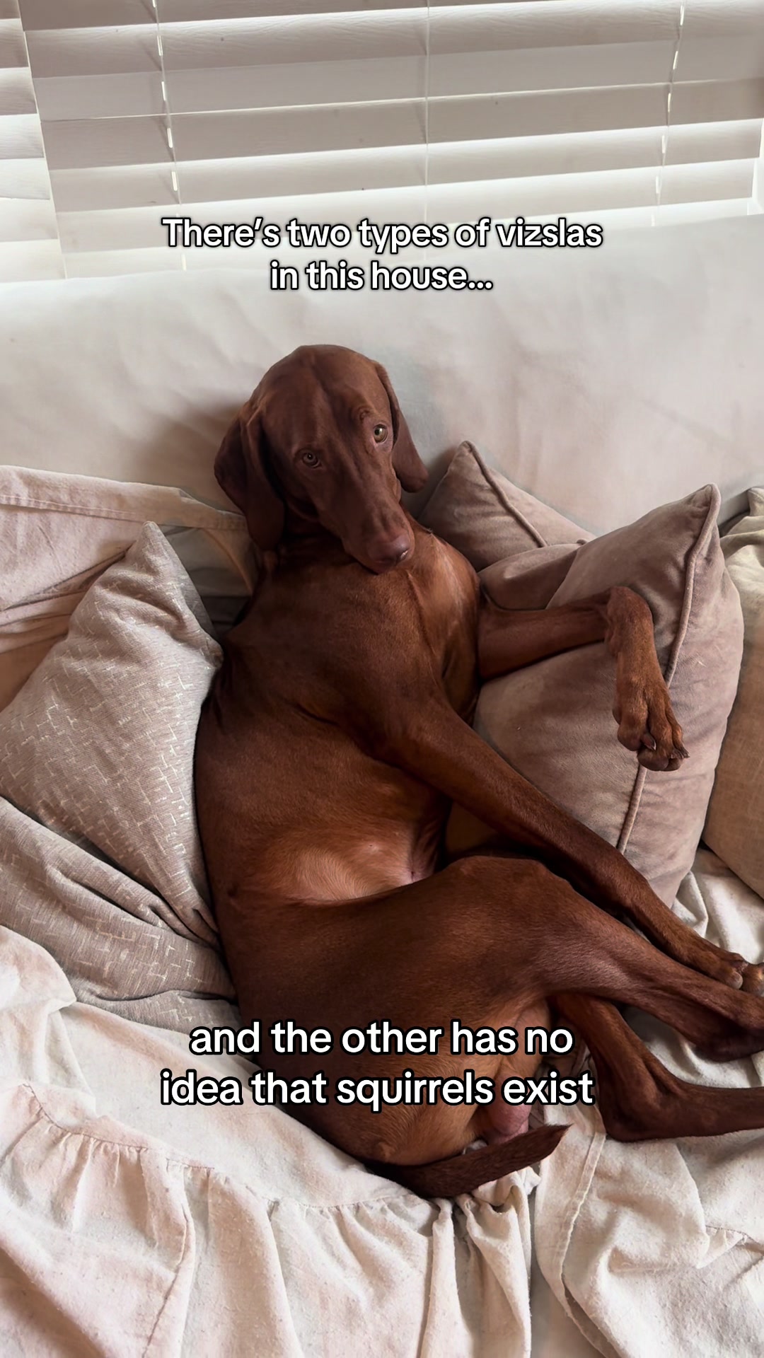 @Tycho the vizsla