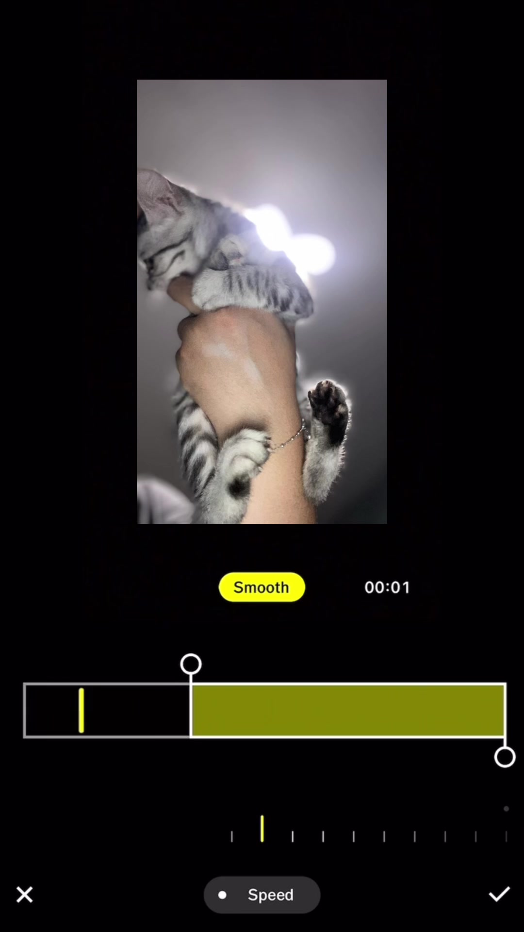 @🧧เปาเฮง🧧รีวิวแมว🐱