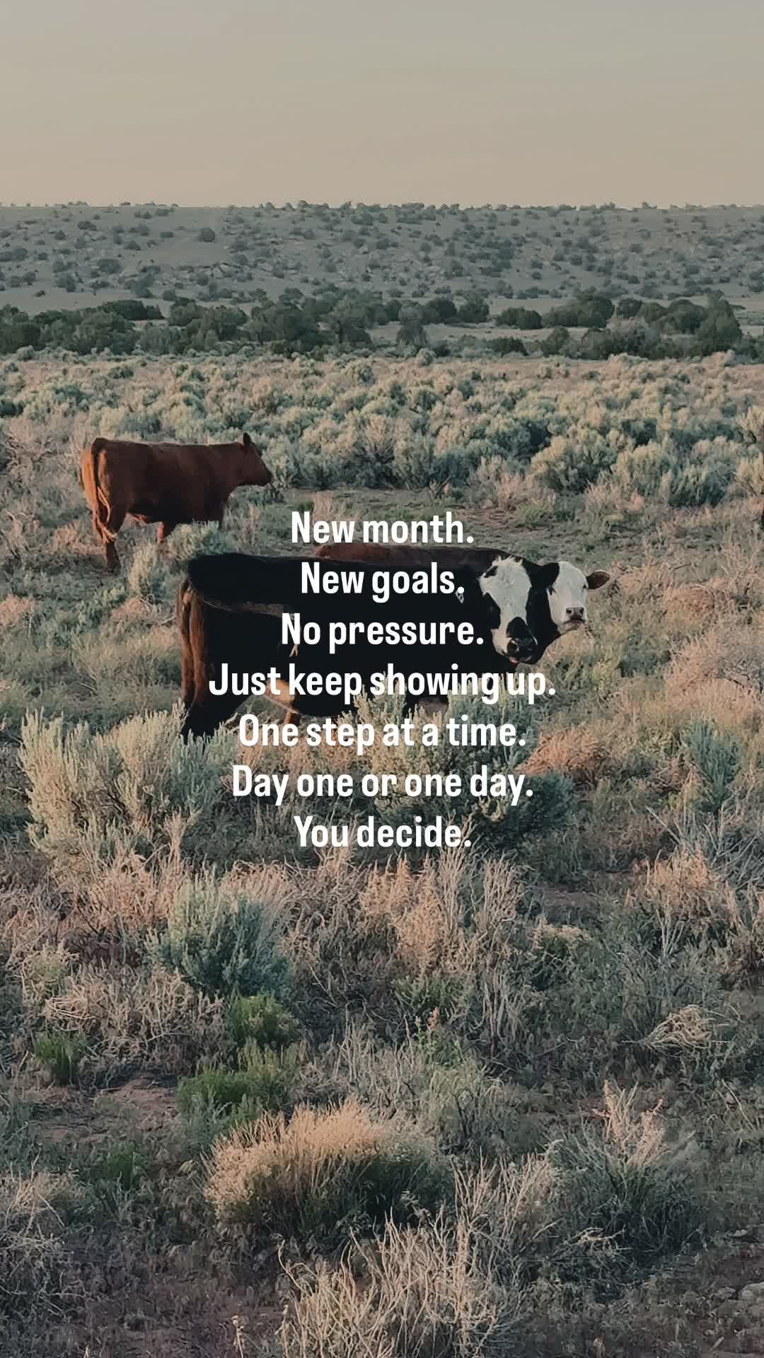 @The Cow Dude