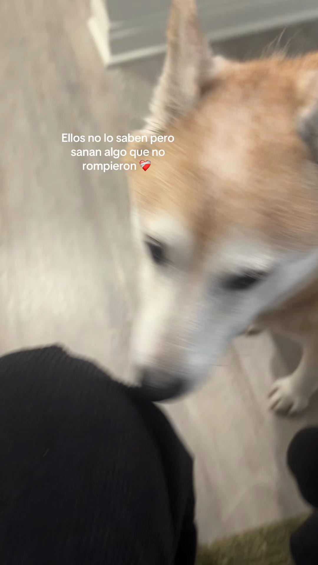 @odalischavezzz