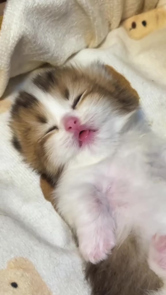 @catbosssss
