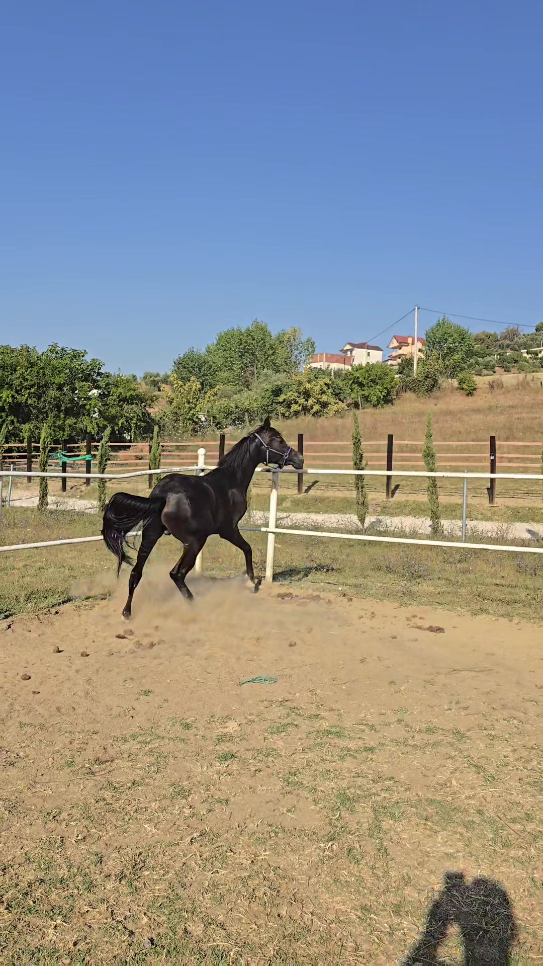 @Horse Training Center Albania