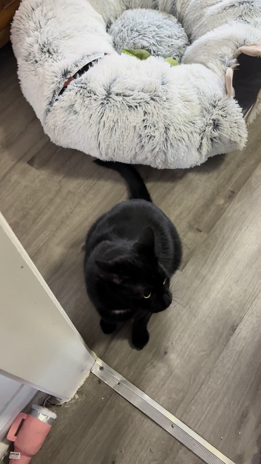 @Azorasworld ft Thackery Binx