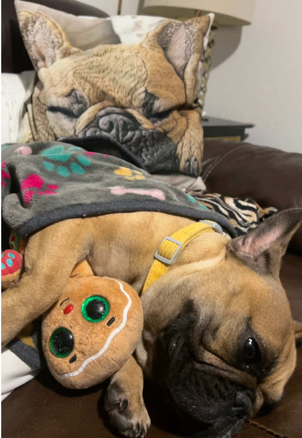 @FrenchBuldog