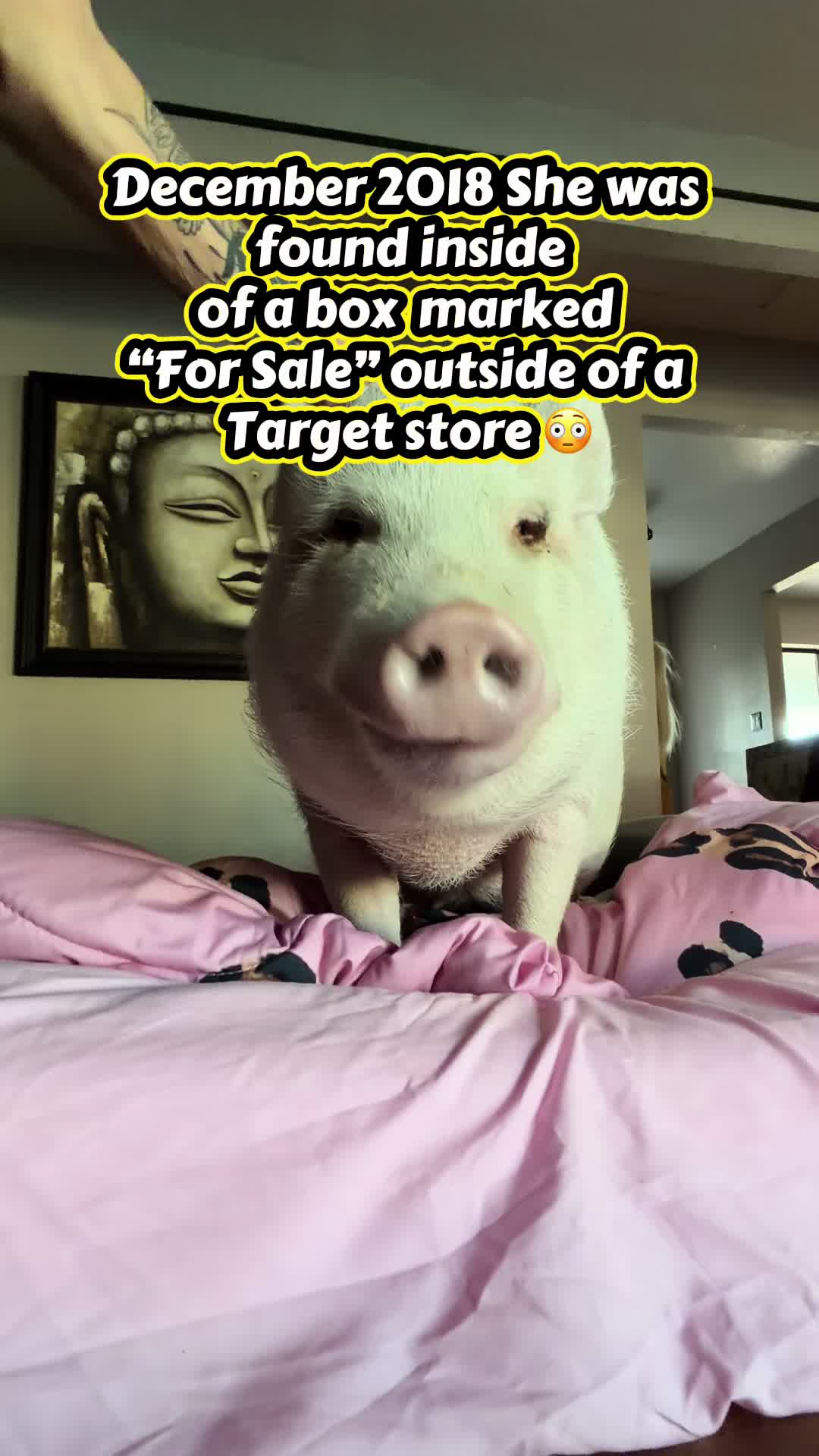 @Pig Luv Co