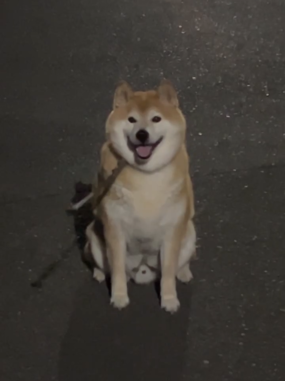 @柴犬とんこつ