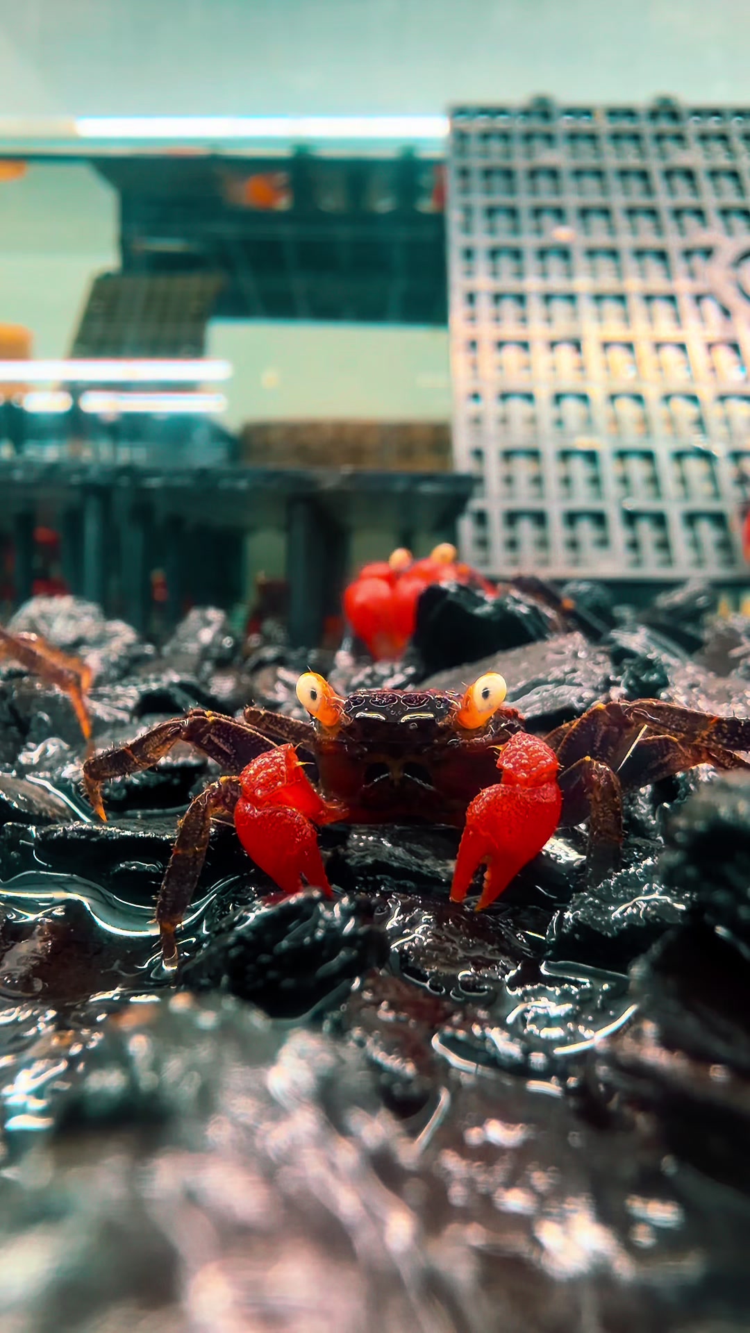 @Once Upon A Shrimp