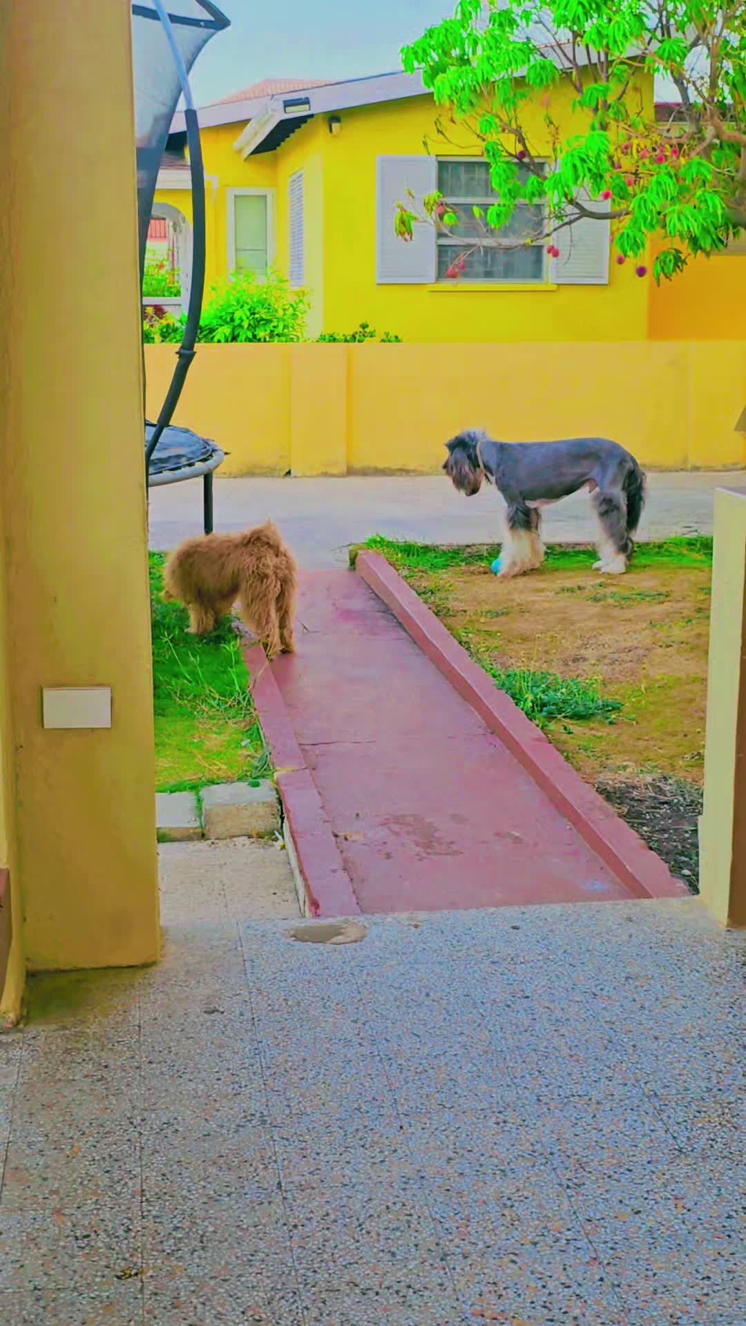 @MixedPetCollective