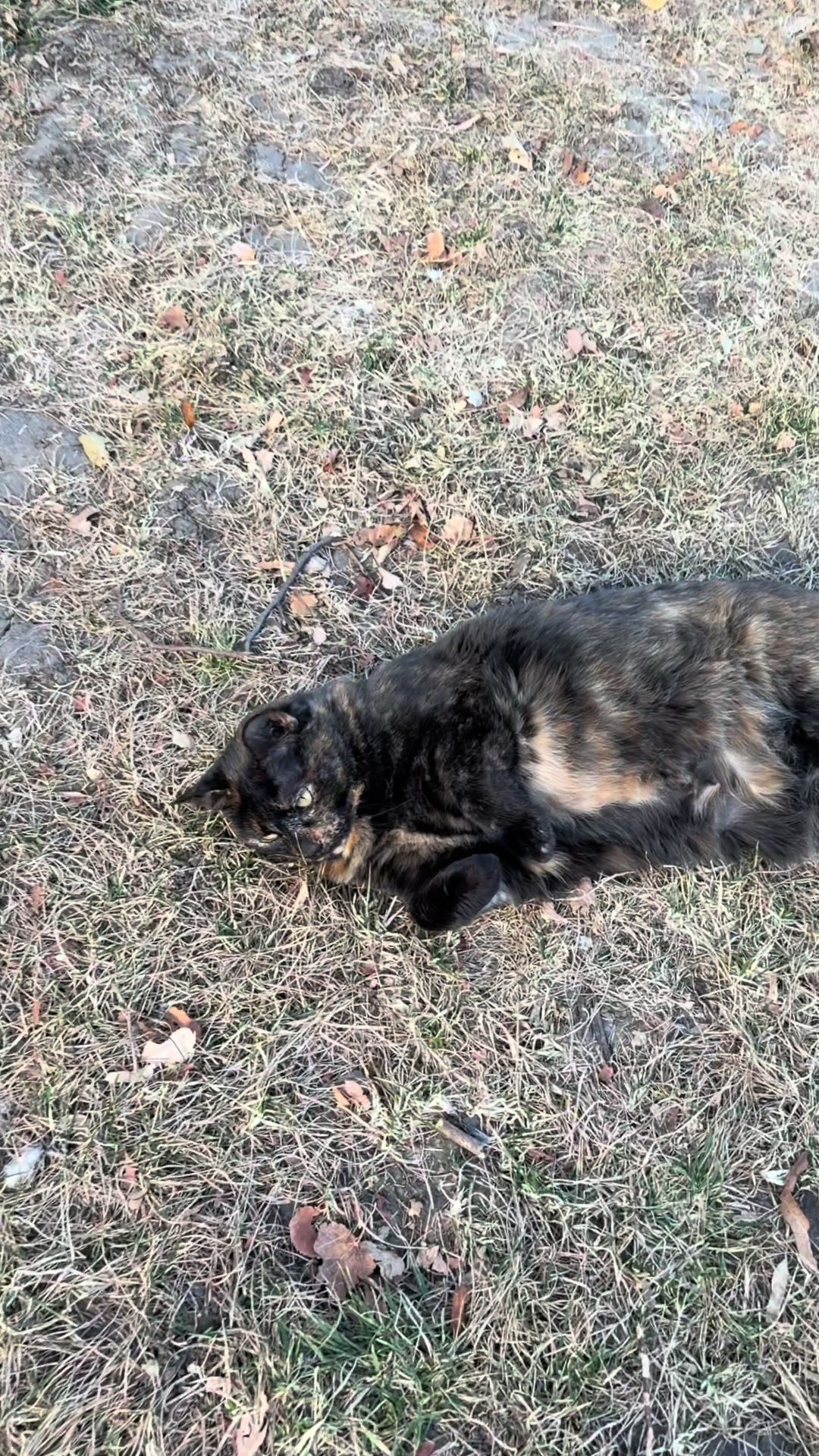 @PepperTheCat