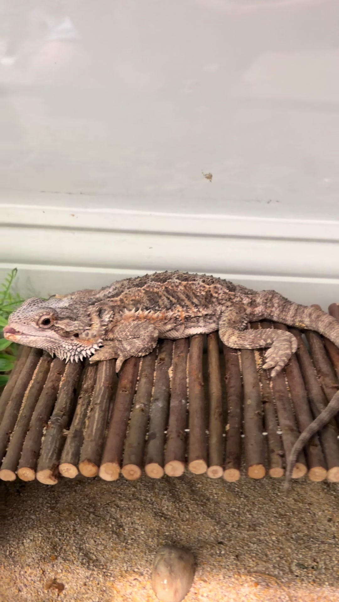 @layla🦎🍃