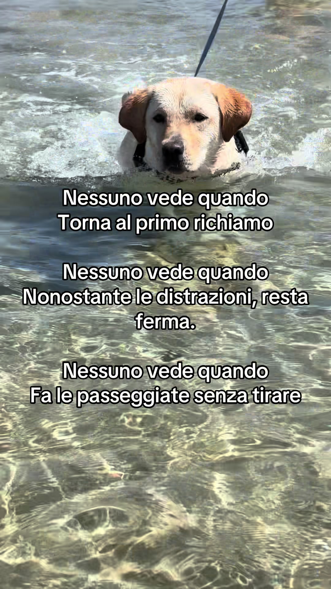 @ALMA_labradorRetriever