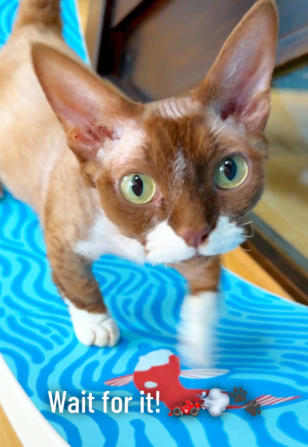 @Boba’s Buds Minskin Cats