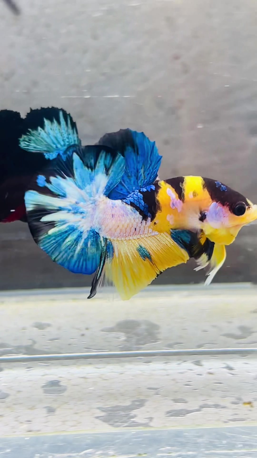 @Trại cá LỘC Betta & Guppy👑