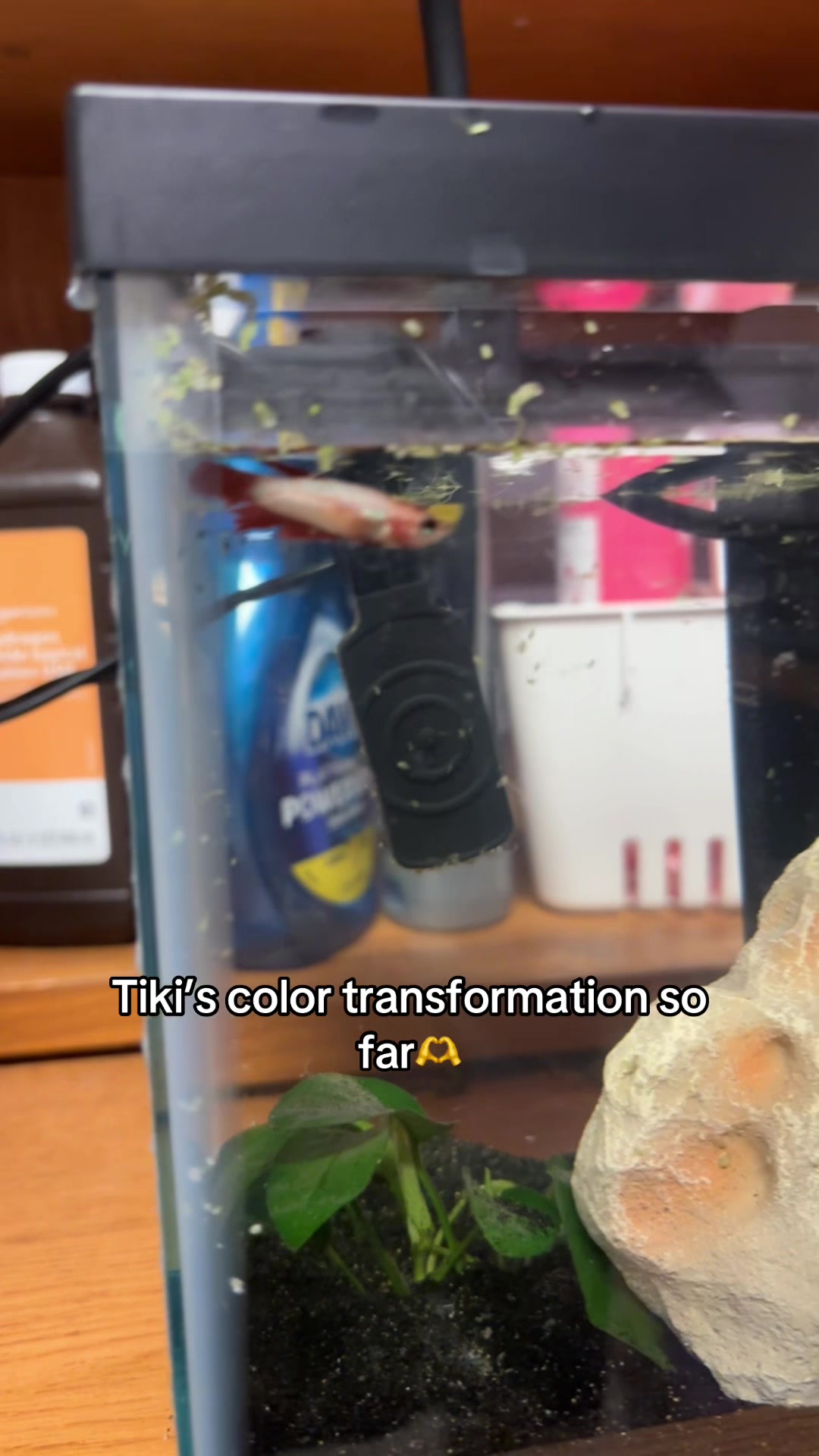@betta fish