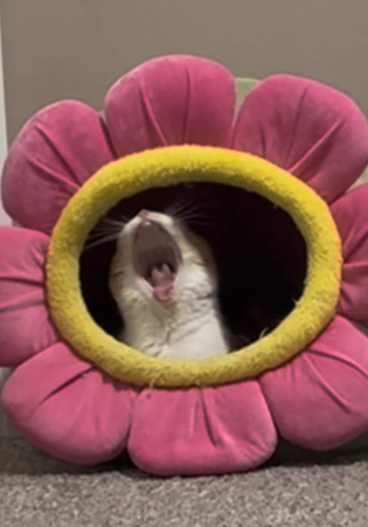 @Ada