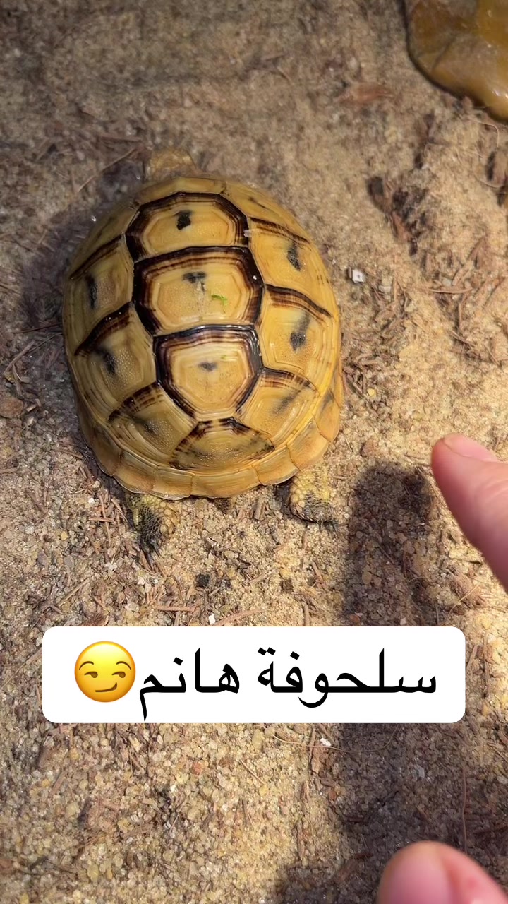 @eng.hadeelayman