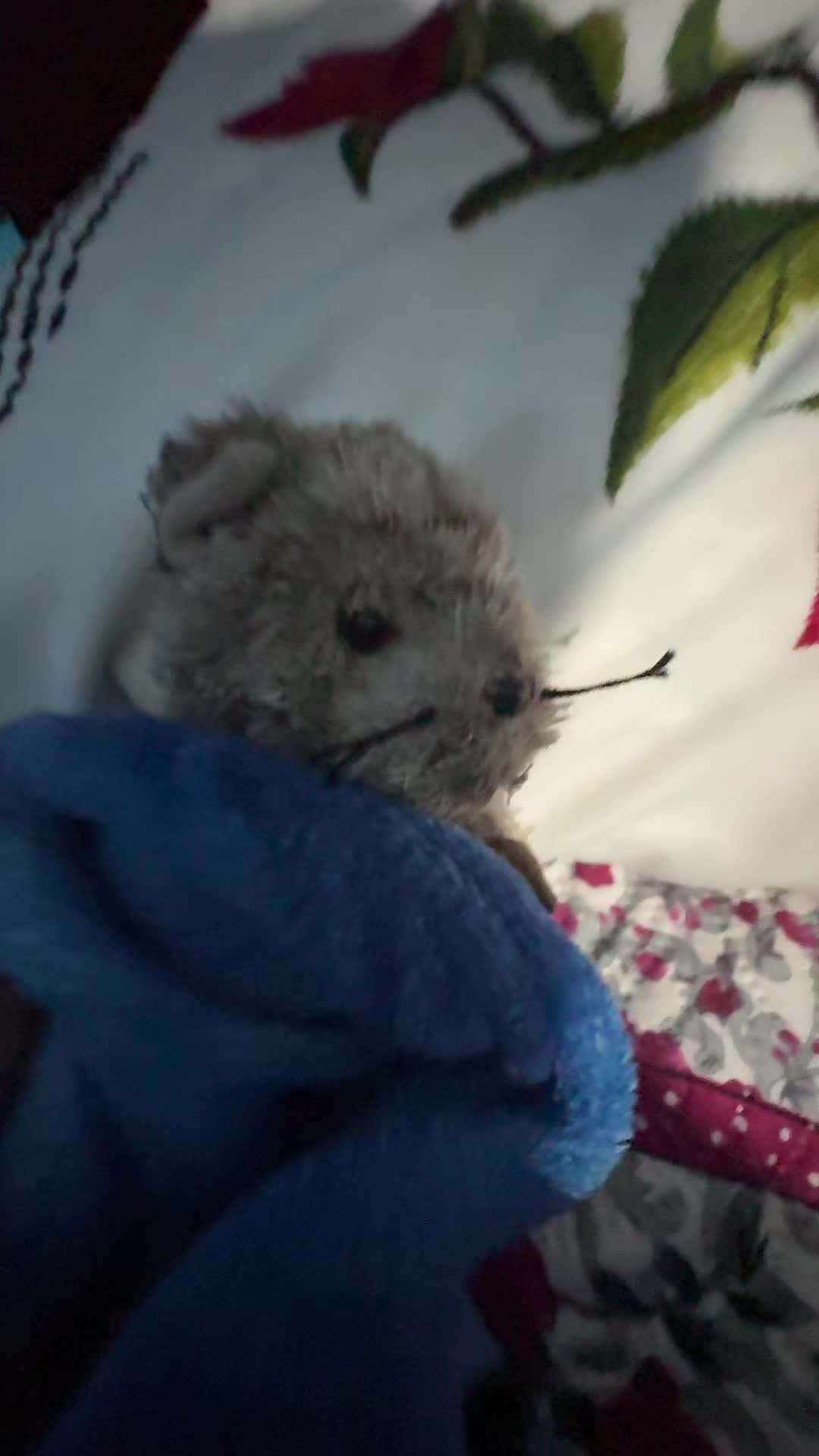 @Apple squirrel