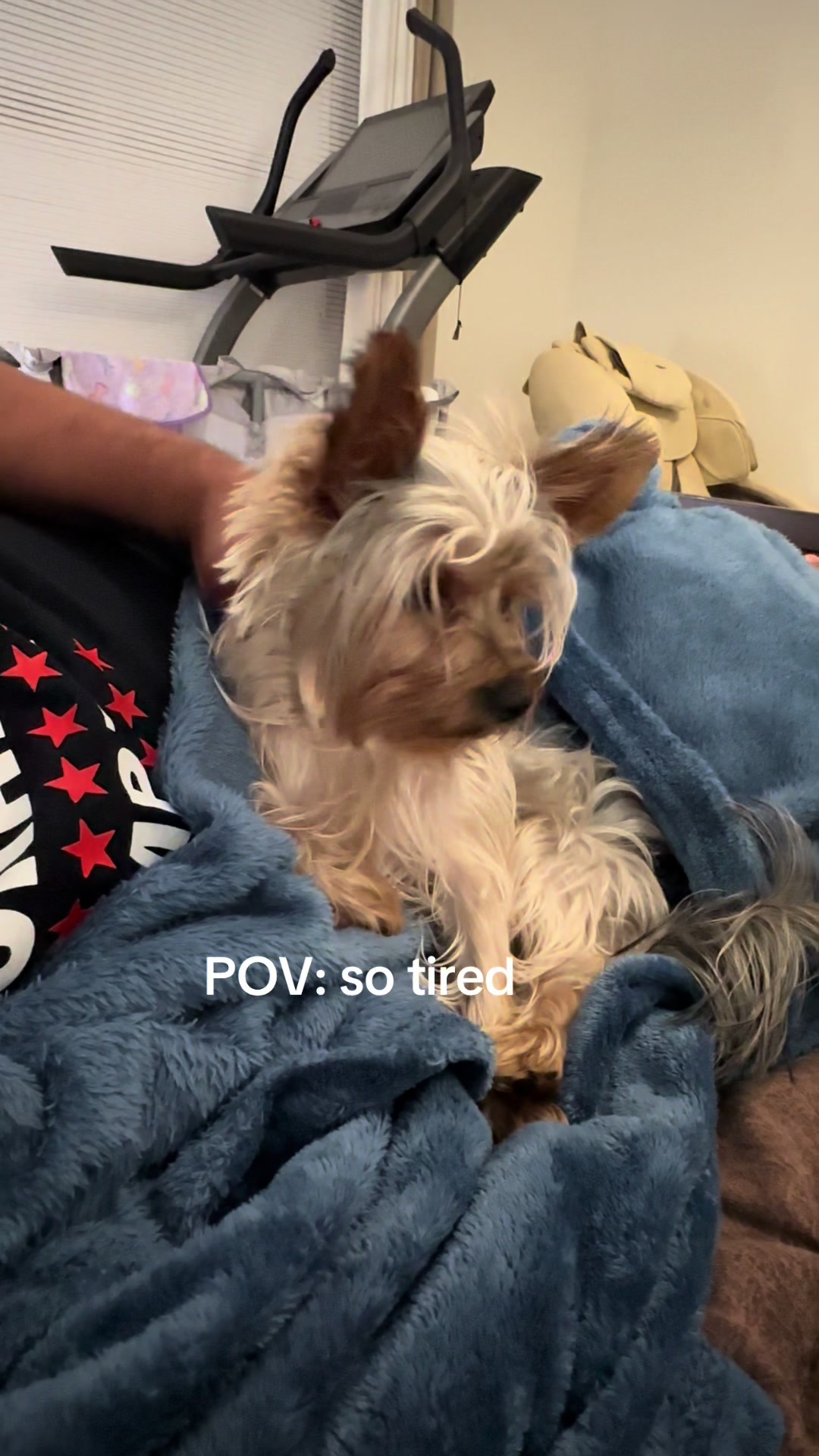 @Penny the Yorkie