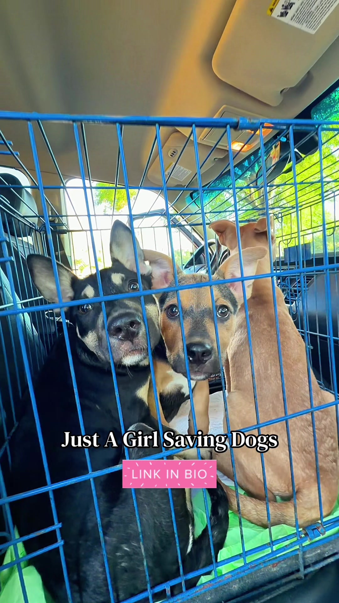 @Just A Girl Saving Dogs