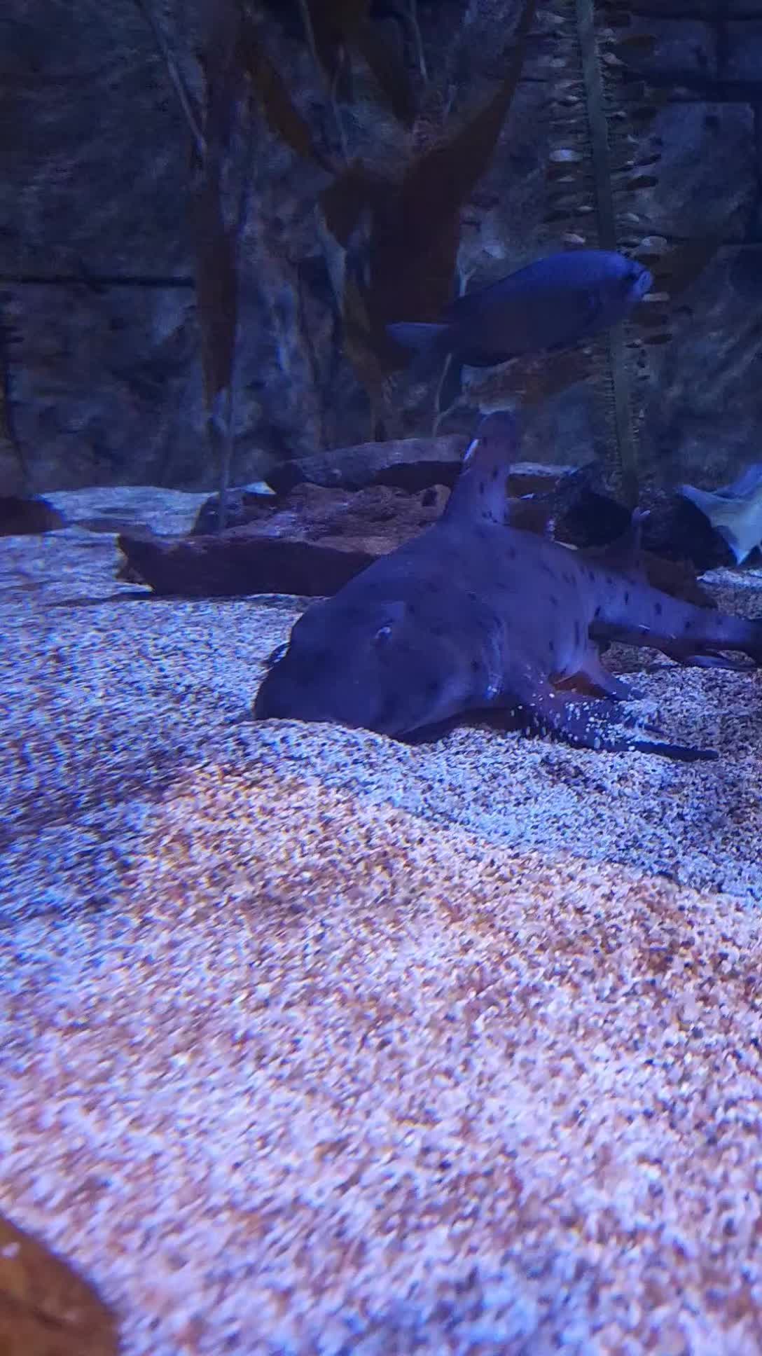 @Cuttle Aquarist