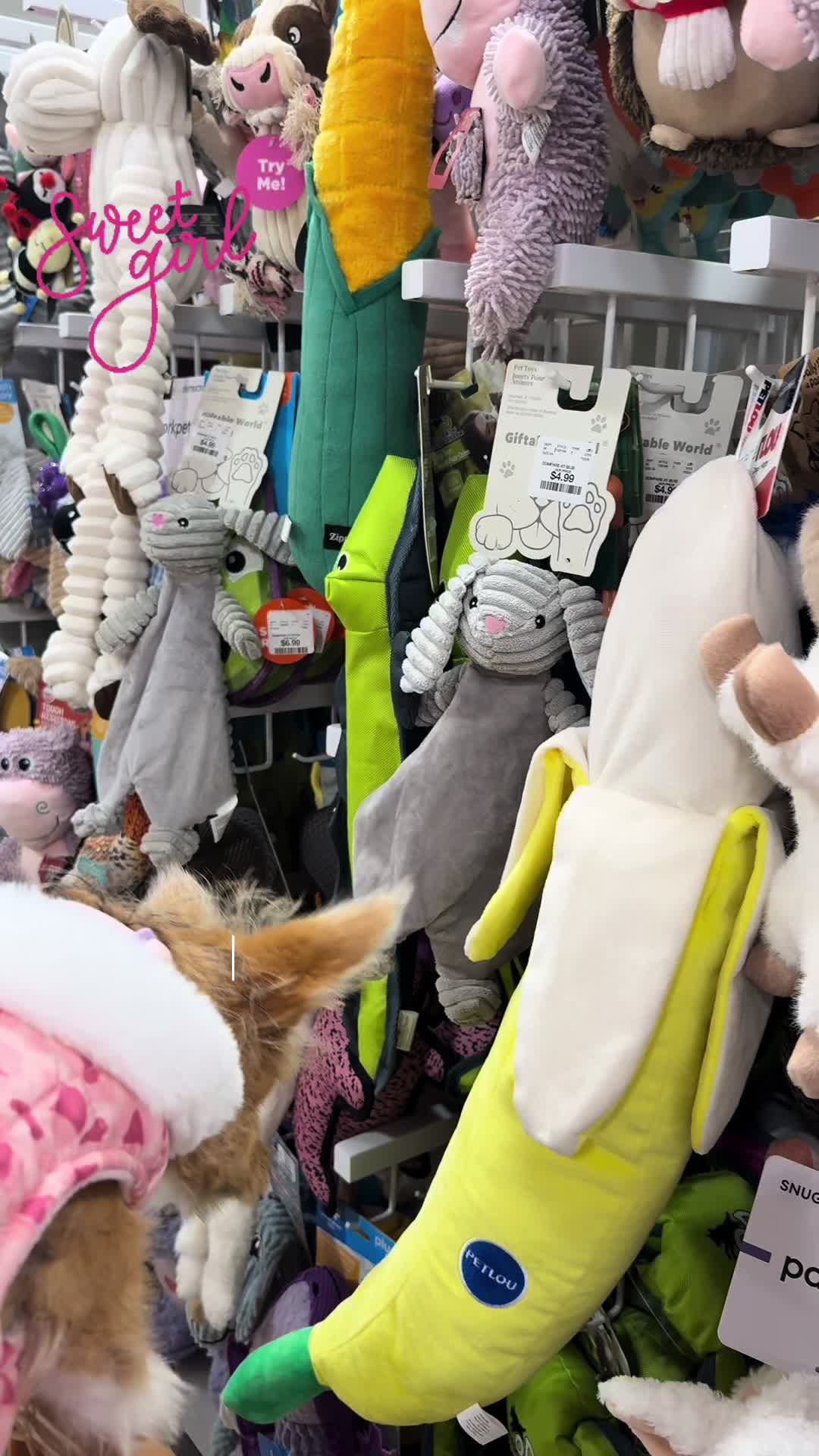 @Puppy Mynnie (Podlee + Cogi)