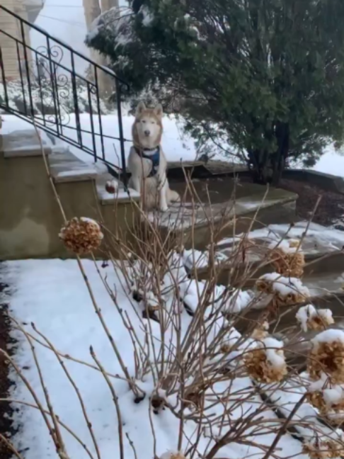 @freezinghusky