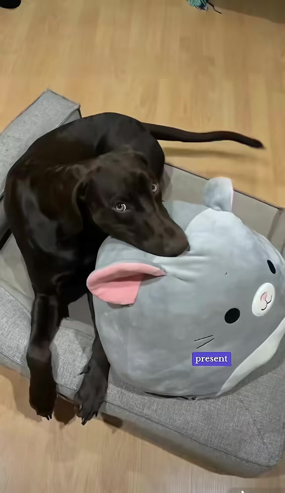 @Rocky_and_mom 🐾❤️🐶