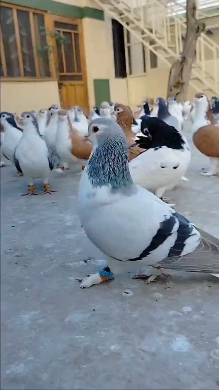@waheedpegeonLoft