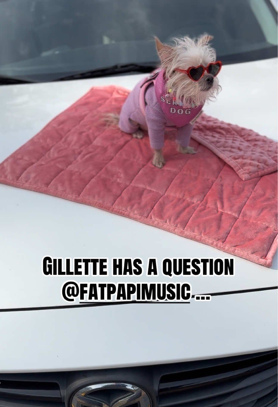 @Gillette the Puppy