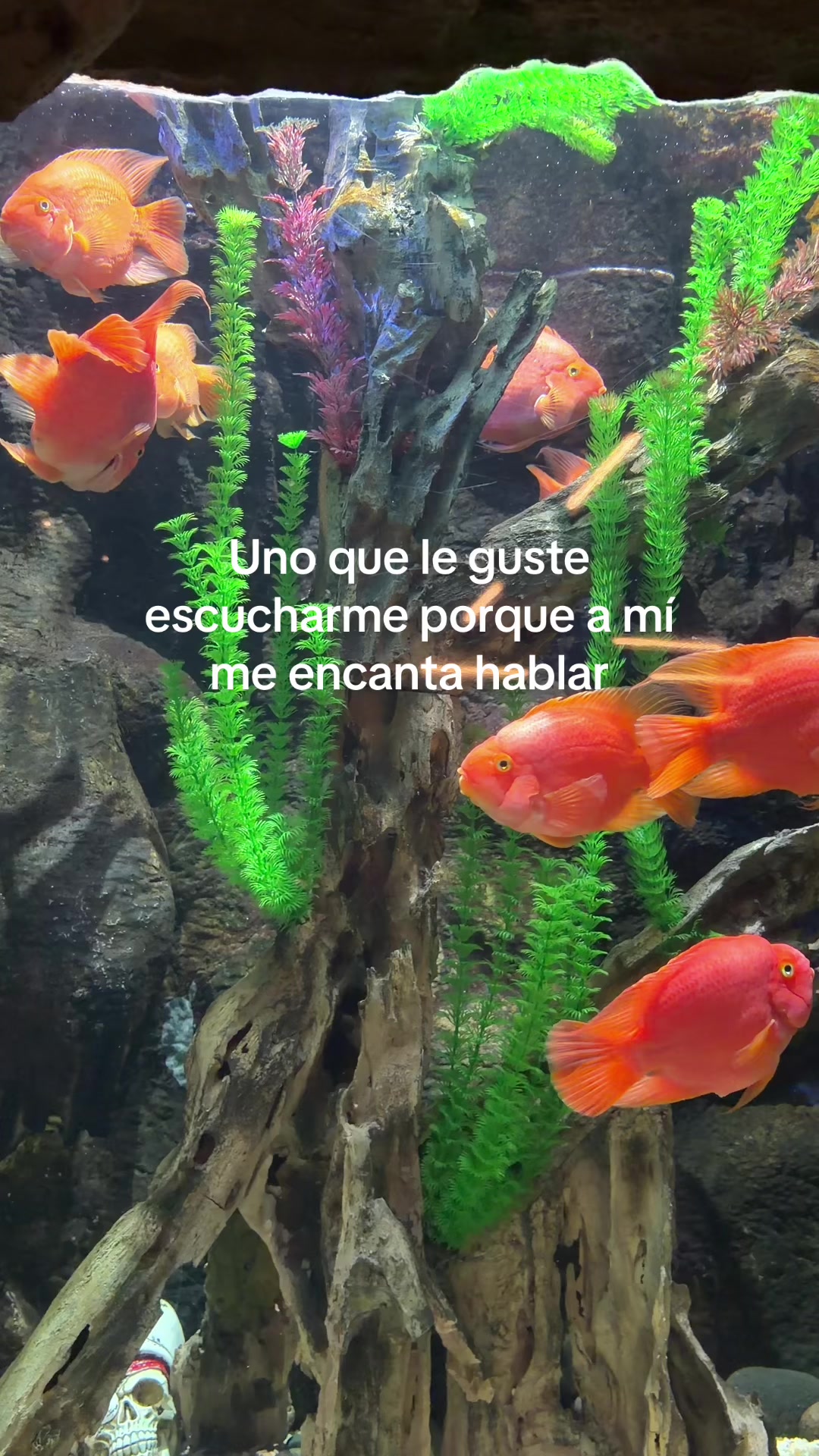 @𝓘𝓽𝔃𝓮𝓵 𝓖🦋