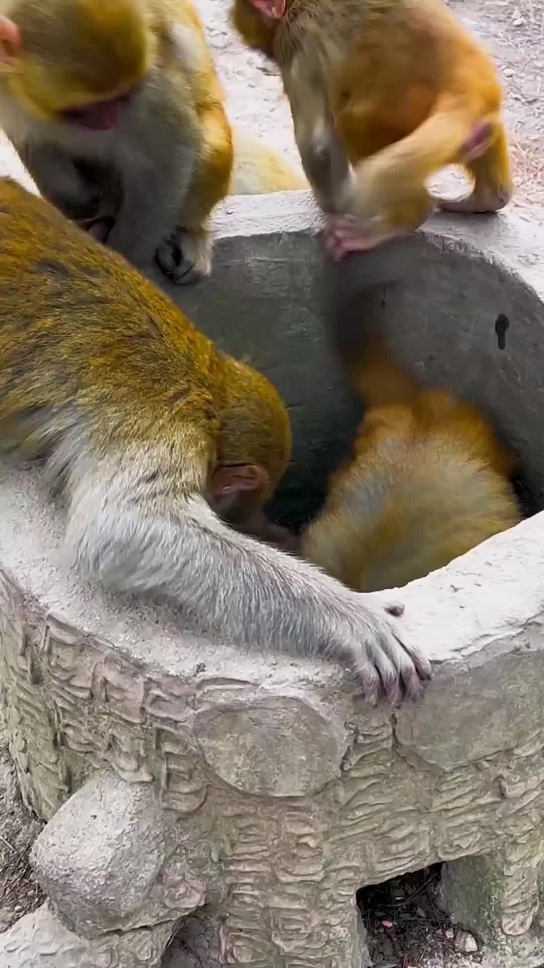 @LilMonkeyVibes