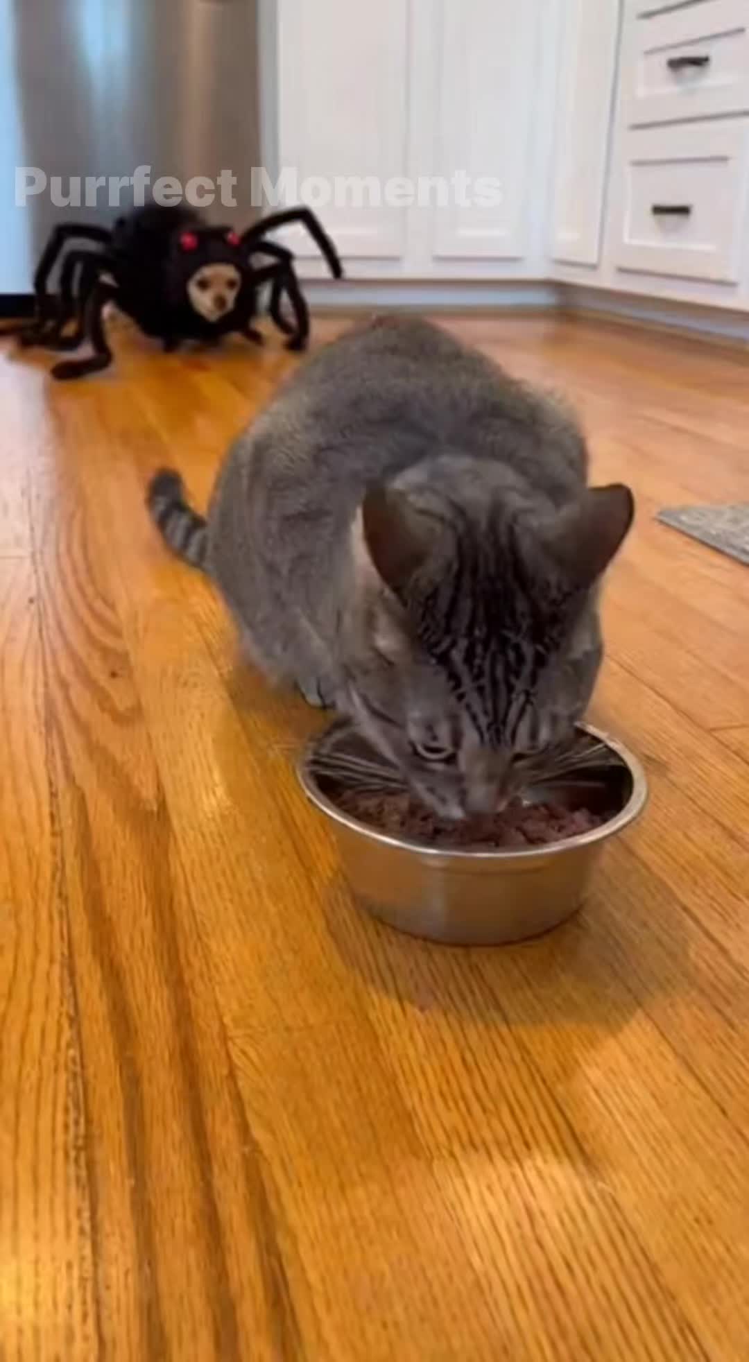 @Purrfect Moments