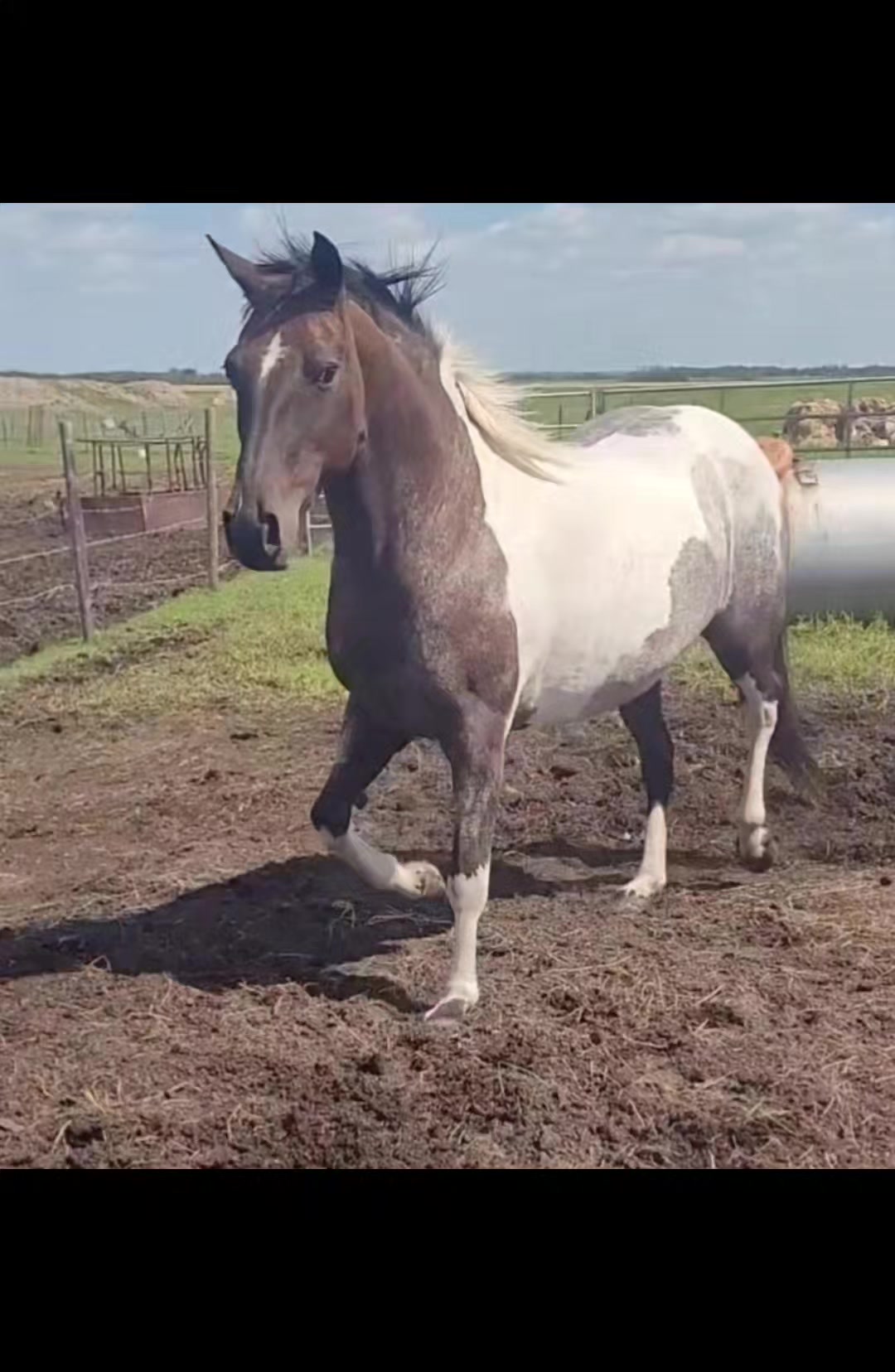 @🇨🇦Mule Momma 🇨🇦🇨🇦